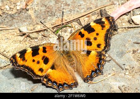 Papillon Nymphalis Polychloros, Nymph multicolore, photographié en Sardaigne Banque D'Images