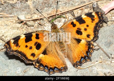 Papillon Nymphalis Polychloros, Nymph multicolore, photographié en Sardaigne Banque D'Images