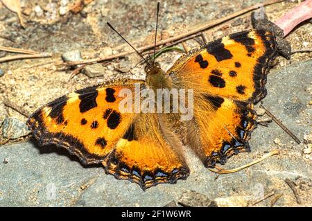 Papillon Nymphalis Polychloros, Nymph multicolore, photographié en Sardaigne Banque D'Images