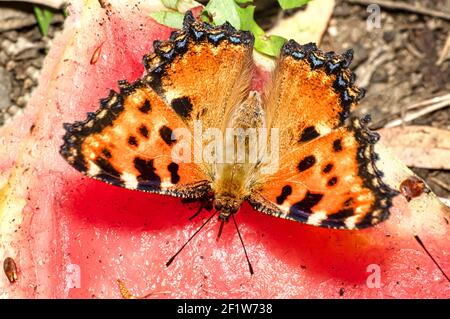 Papillon Nymphalis Polychloros, Nymph multicolore, photographié en Sardaigne Banque D'Images