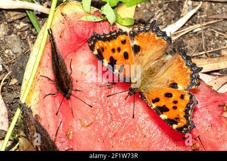 Papillon Nymphalis Polychloros, Nymph multicolore, photographié en Sardaigne Banque D'Images