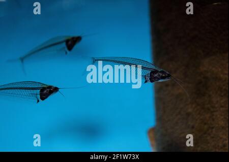 Poisson-chat en verre - krypthopterus bicirhis dans un aquarium d'eau douce Banque D'Images