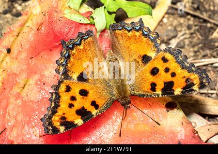 Papillon Nymphalis Polychloros, Nymph multicolore, photographié en Sardaigne Banque D'Images