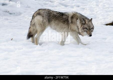 Loup gris (Canis lupus) en hiver, tourné à l'Écomusée, parc zoologique de Sainte-Anne-de-Bellevue (Québec), tourné à l'Écomusée, parc zoologique de Sainte Banque D'Images