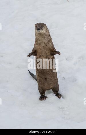 L'Amérique du Nord La loutre de rivière (Lontra canadensis) en hiver, tourné à l'écomusée, parc zoologique à Sainte-Anne de Bellevue, Québec, tourné à l'écomusée, Zo Banque D'Images