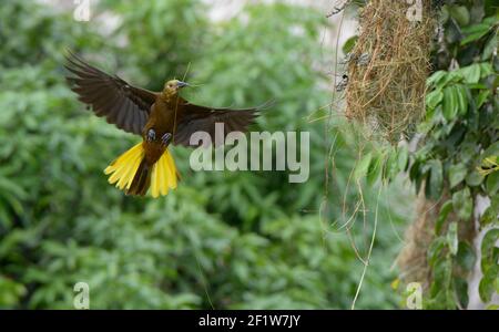 Oropendola à dos de Russet (Psarocolius angustifrons) Banque D'Images