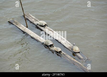 River Turtles, la Selva Amazon Ecolodge, Orellana, Equateur Banque D'Images