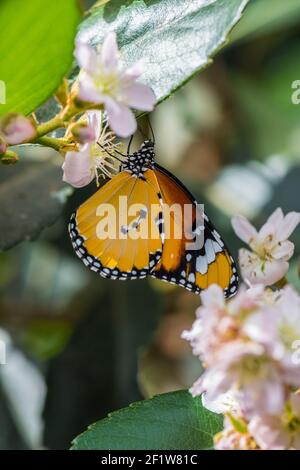 Monarque (Danaus chrysippe africains) sur un rocher, le Jardin botanique de Montréal, Québec, Canada Banque D'Images