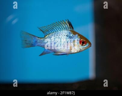 RAM Cichlid (Mikrogeophagus ramirezi) dans un aquarium tropical d'eau douce Banque D'Images