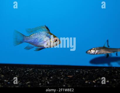 RAM Cichlid (Mikrogeophagus ramirezi) dans un aquarium tropical d'eau douce Banque D'Images