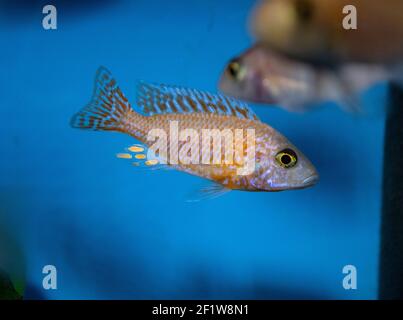 Aulonocara pompier - Peacock doré - Cichlidés africains du lac Malawi dans l'aquarium tropical Banque D'Images