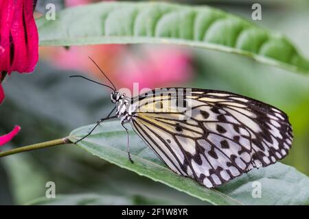 Papillon connu sous le nom de: Papier cerf-volant, papier de riz ou grand arbre nymphe(idée leuconoe) sur une feuille, jardin botanique de Montréal, Québec, Canada, Banque D'Images