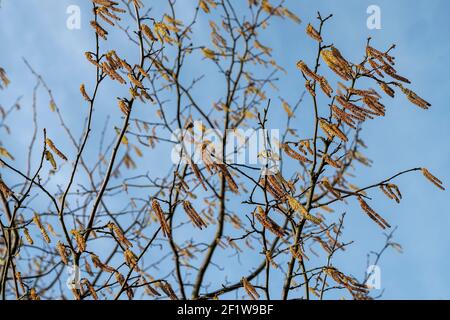 Hazel catkins (Corylus avellana) souffle dans le vent au printemps. ROYAUME-UNI. Banque D'Images