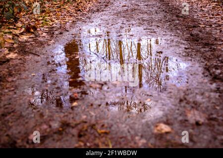 flaque d'eau de pluie avec reflet des arbres en automne Banque D'Images