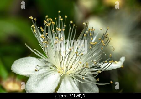 Fleur de myrte commune photographiée en Sardaigne, pistils, Détails Banque D'Images