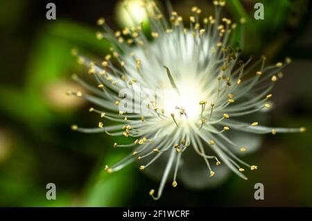 Fleur de myrte commune photographiée en Sardaigne, pistils, Détails Banque D'Images