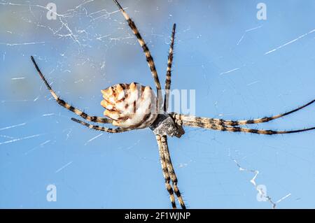 Argiope Lobata Femme Macro photo prise en Sardaigne, Détails Banque D'Images