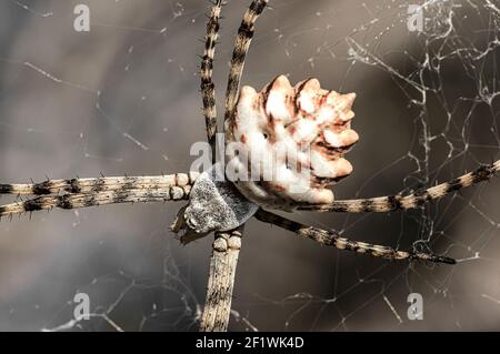 Argiope Lobata Femme Macro photo prise en Sardaigne, Détails Banque D'Images