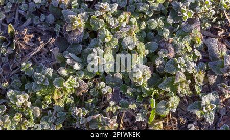 Plantes d'herbe congelées dans le matin gel le printemps froid matin. Les lames d'herbe sont gelées avec du givre blanc glacé. Banque D'Images