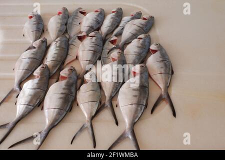 Leerfish (Lichia amia) nettoyé et préparé pour la cuisson sur le marbre Banque D'Images