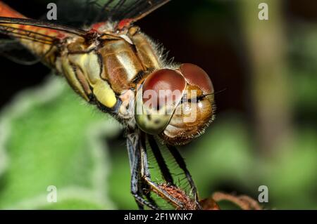 Libellules Macro photographie dans la campagne de la Sardaigne Italie, en particulier, Détails Banque D'Images