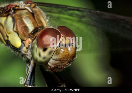 Libellules Macro photographie dans la campagne de la Sardaigne Italie, en particulier, Détails Banque D'Images