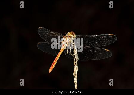 Libellules Macro photographie dans la campagne de la Sardaigne Italie, en particulier, Détails Banque D'Images