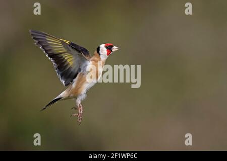 European Goldfinch en vol Forest of Dean UK Banque D'Images