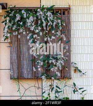 Plante, avec une abondance de fleurs blanches, pousse vers le bas et sur un tapis de bambou, qui à son tour couvre la fenêtre entière d'une maison. Banque D'Images