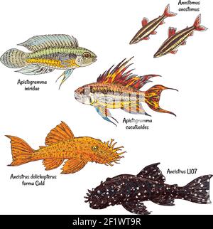 Collection colorée de poissons fond d'aquarium en style dessin sur blanc Illustration de Vecteur