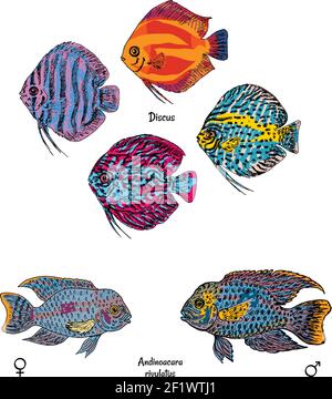 Grands poissons d'aquarium dans le style de dessin coloré sur blanc Illustration de Vecteur