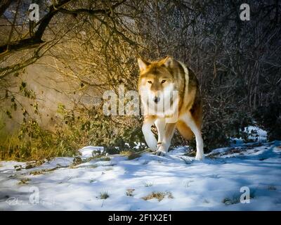 Loup éblouissant entre les arbres dans le sud de la France Banque D'Images