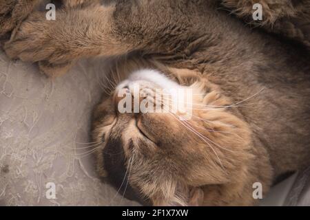 Le chat haussant prend une sieste confortablement Banque D'Images
