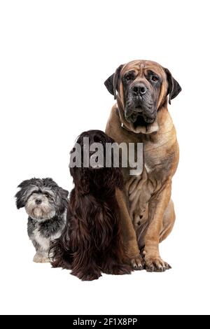 trois chiens de différentes tailles isolés devant un blanc arrière-plan Banque D'Images