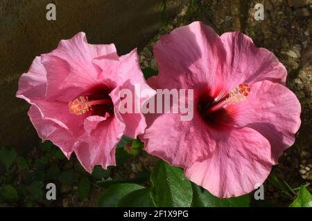Deux hibiscus Blossoms, origine Asie, cinq feuilles de Chalice, de couleur rose, rouge au milieu de Chalice, veiné, étamines jaunes Banque D'Images