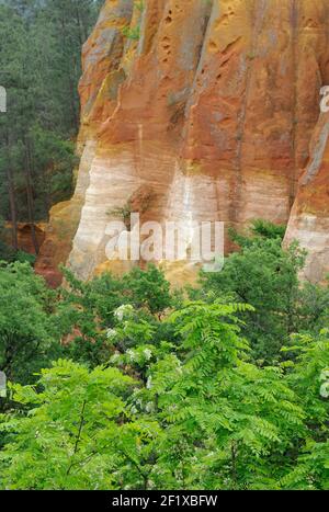 Falaises ocre et végétation luxuriante au-dessous de la ville de Roussillon, Roussillon, Vaucluse, Provence-Alpes-Côte d'Azur, France Banque D'Images