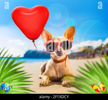 Chien d'été Chihuahua Banque D'Images