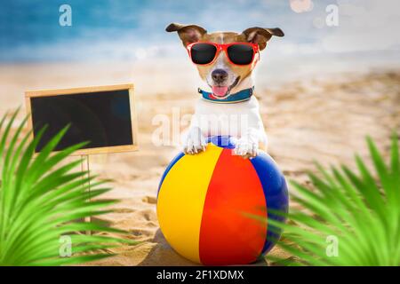 Chien à la plage et à l'océan avec boule en plastique Banque D'Images