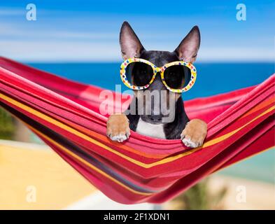 Chien Bull terrier sur un hammok en été Banque D'Images