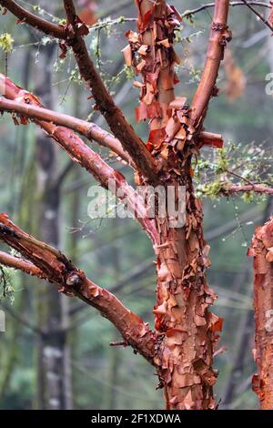 Issaquah, Washington, États-Unis. Érable à écorce de papier (Acer griseum) avec écorce rouge qui s'écaille le jour de la brume. Banque D'Images