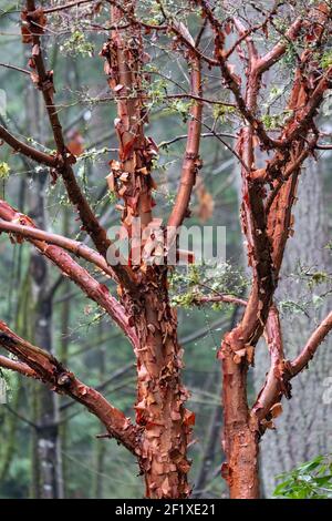 Issaquah, Washington, États-Unis. Érable à écorce de papier (Acer griseum) avec écorce rouge qui s'écaille le jour de la brume. Banque D'Images