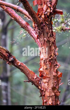 Issaquah, Washington, États-Unis. Érable à écorce de papier (Acer griseum) avec écorce rouge qui s'écaille le jour de la brume. Banque D'Images