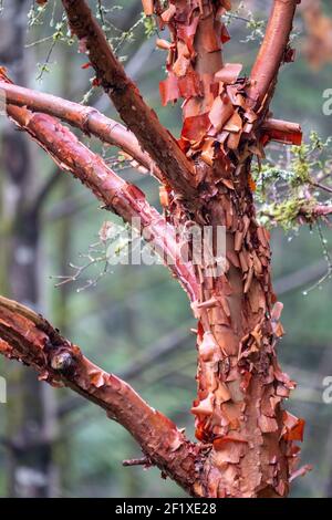 Issaquah, Washington, États-Unis. Érable à écorce de papier (Acer griseum) avec écorce rouge qui s'écaille le jour de la brume. Banque D'Images