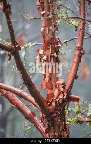 Issaquah, Washington, États-Unis. Érable à écorce de papier (Acer griseum) avec écorce rouge qui s'écaille le jour de la brume. Banque D'Images