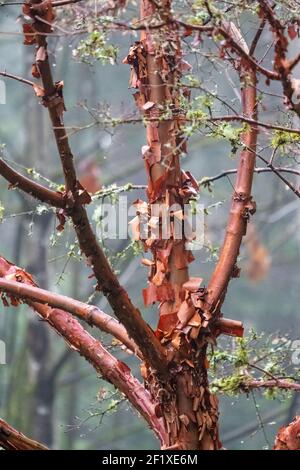 Issaquah, Washington, États-Unis. Érable à écorce de papier (Acer griseum) avec écorce rouge qui s'écaille le jour de la brume. Banque D'Images