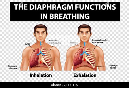 Schéma illustrant les fonctions du diaphragme en respiration sur fond transparent Illustration de Vecteur