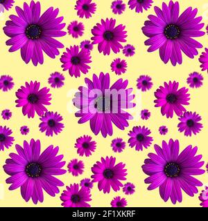 Belle fleur violette ou violette têtes sans couture motif sur fond jaune. Vue de dessus des fleurs. Bannière Banque D'Images