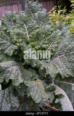 Issaquah, Washington, États-Unis. Usine Rainbow Lacinato Kale. C'est une croix de Lacinato avec Redbor kale. Banque D'Images