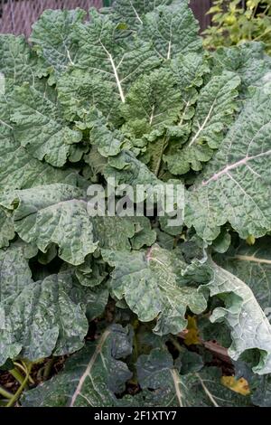 Issaquah, Washington, États-Unis. Usine Rainbow Lacinato Kale. C'est une croix de Lacinato avec Redbor kale. Banque D'Images