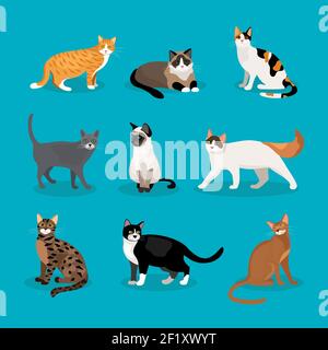 Ensemble de chats vectoriels représentant différentes races et différentes couleurs de fourrure assis et marchant sur un fond bleu Illustration de Vecteur
